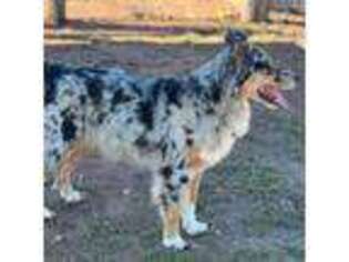 Australian Shepherd Puppy for sale in Laredo, TX, USA
