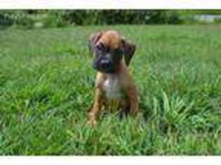 Boxer Puppy for sale in Prestonsburg, KY, USA
