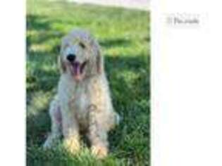 Goldendoodle Puppy for sale in Kansas City, MO, USA