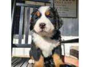 Bernese Mountain Dog Puppy for sale in Indianola, IA, USA