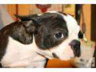 Boston Terrier Puppy for sale in MCALLEN, TX, USA