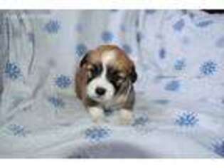 Pembroke Welsh Corgi Puppy for sale in Monroe, MI, USA