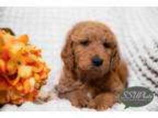 Goldendoodle Puppy for sale in Enfield, CT, USA