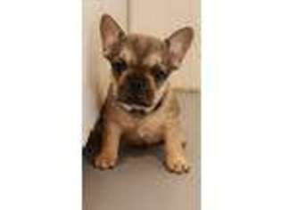 French Bulldog Puppy for sale in Lynchburg, OH, USA