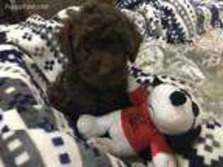 Mutt Puppy for sale in Rainsville, AL, USA