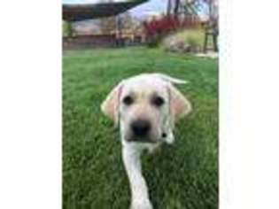 Labrador Retriever Puppy for sale in Milpitas, CA, USA