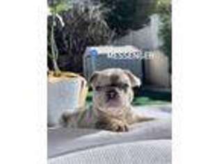 French Bulldog Puppy for sale in Livermore, CA, USA