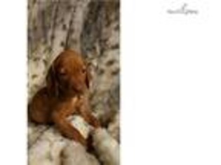 Vizsla Puppy for sale in Sioux City, IA, USA