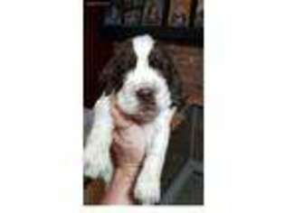 English Springer Spaniel Puppy for sale in Saxonburg, PA, USA