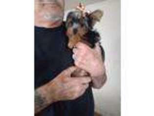 Yorkshire Terrier Puppy for sale in Lima, OH, USA