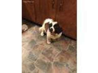 Saint Bernard Puppy for sale in Mansfield, OH, USA