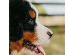Bernese Mountain Dog Puppy for sale in Myakka City, FL, USA