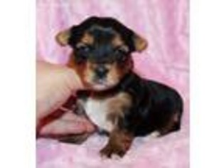 Yorkshire Terrier Puppy for sale in Thrall, TX, USA