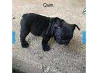 French Bulldog Puppy for sale in Opdyke, IL, USA