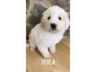 Great Pyrenees Puppy for sale in Roopville, GA, USA