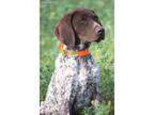 German Shorthaired Pointer Puppy for sale in Lindsborg, KS, USA