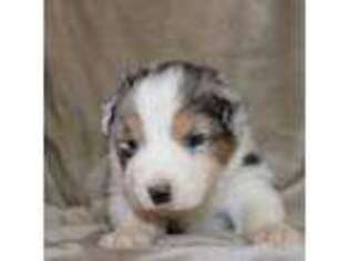 Australian Shepherd Puppy for sale in Bridgeport, TX, USA