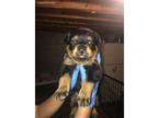 Rottweiler Puppy for sale in Somerset, KY, USA