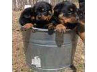 Rottweiler Puppy for sale in Windsor, ME, USA