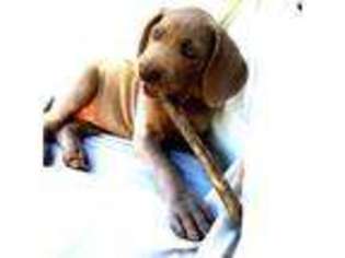 Weimaraner Puppy for sale in MARYSVILLE, CA, USA