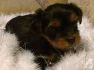 Yorkshire Terrier Puppy for sale in MOUNT OLIVE, MS, USA