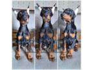 Doberman Pinscher Puppy for sale in Greenville, OH, USA
