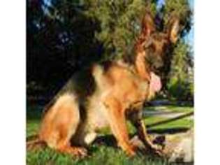 German Shepherd Dog Puppy for sale in BEVERLY HILLS, CA, USA