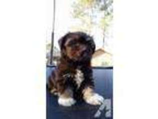 Havanese Puppy for sale in JACKSONVILLE, NC, USA