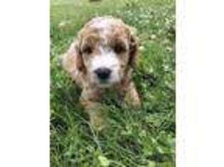 Goldendoodle Puppy for sale in Bellevue, IA, USA