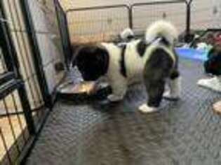 Akita Puppy for sale in Lakeville, MN, USA