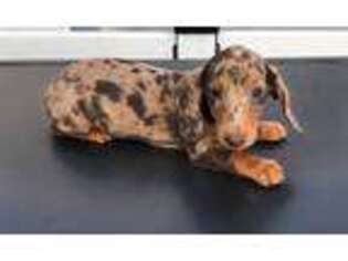 Dachshund Puppy for sale in Lawton, MI, USA