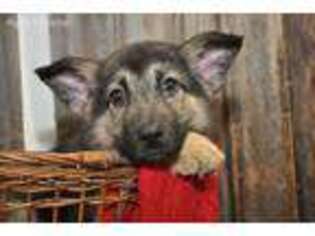 German Shepherd Dog Puppy for sale in Branson, MO, USA