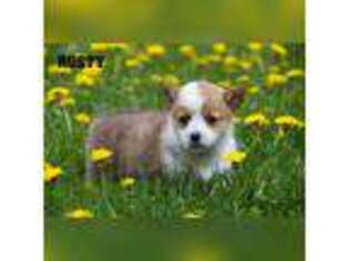 Pembroke Welsh Corgi Puppy for sale in Clare, MI, USA