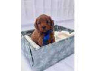 Goldendoodle Puppy for sale in Haven, KS, USA
