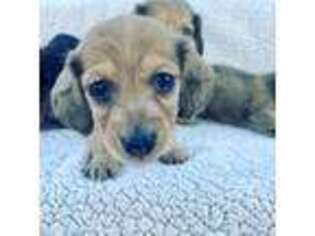 Dachshund Puppy for sale in Tremonton, UT, USA