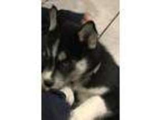 Siberian Husky Puppy for sale in New Bedford, MA, USA