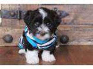 Havanese Puppy for sale in Center Ridge, AR, USA