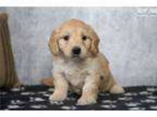 Goldendoodle Puppy for sale in Iowa City, IA, USA