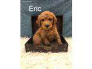 Goldendoodle Puppy for sale in Wheaton, MO, USA
