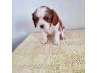 Cavalier King Charles Spaniel Puppy for sale in Hemingway, SC, USA