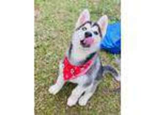 Siberian Husky Puppy for sale in Longview, TX, USA