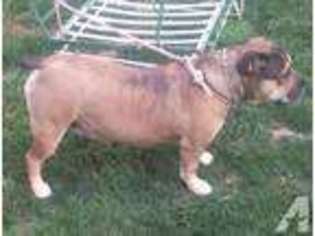 Bulldog Puppy for sale in ANDERSON, IN, USA