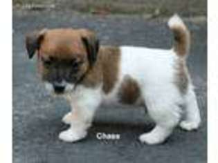 Jack Russell Terrier Puppy for sale in Seymour, TX, USA