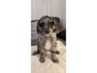 Mutt Puppy for sale in West Union, OH, USA