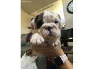 Bulldog Puppy for sale in Temple, TX, USA