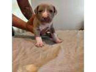 American Staffordshire Terrier Puppy for sale in Milford, NH, USA