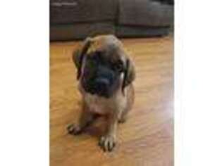 Mastiff Puppy for sale in Maybee, MI, USA