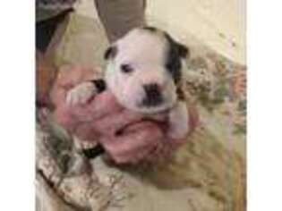 Border Terrier Puppy for sale in Avon Park, FL, USA