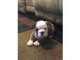 Bulldog Puppy for sale in Southington, OH, USA
