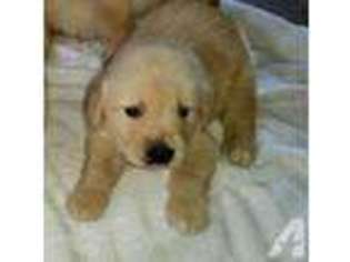 Golden Retriever Puppy for sale in ZEPHYRHILLS, FL, USA